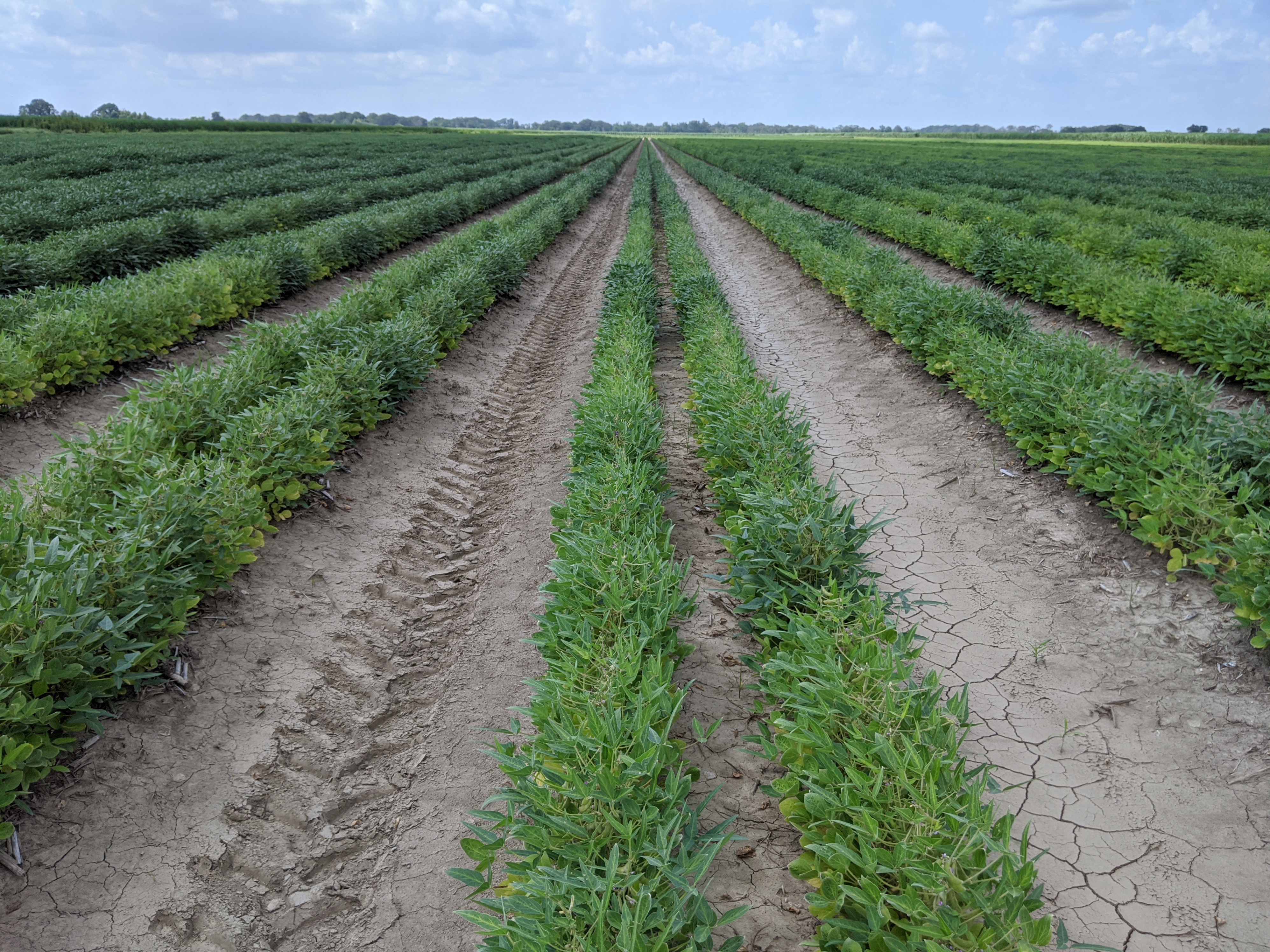 Soybean Inoculation 